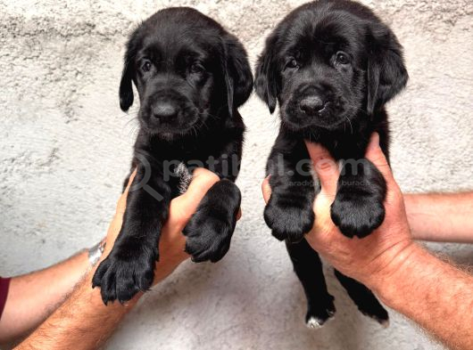 Tarım Ve Orman Bakanlığ Onaylı Çiftlikten Labrador Retriver görsel