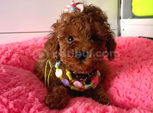 Ruhsatlı Çiftligimizden Kaliteli Safkan Poodle Bebekleri görsel