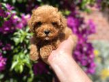 Mini - Teacup Poodle