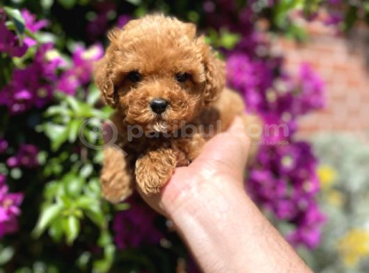 Mini - Teacup Poodle