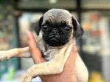 Smah Burger  Surat Pug Mops Yavrular