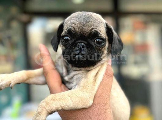 Smah Burger  Surat Pug Mops Yavrular görsel