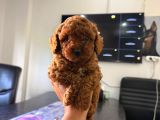 Ultra Kaliteli Poodle Yavrular