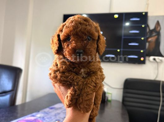 Ultra Kaliteli Poodle Yavrular görsel