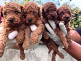 En Tatlı Poodle Yavrular
