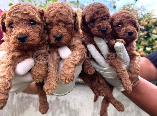 En Tatlı Poodle Yavrular görsel