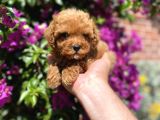 Mini - Teacup Poodle