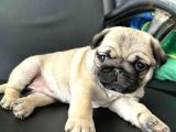Smah Burger  Surat Pug Mops Yavrular