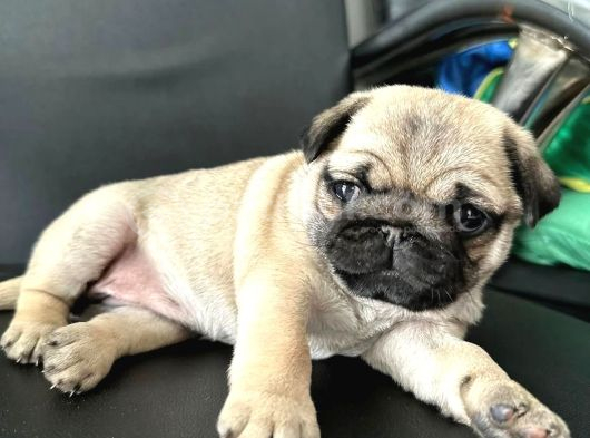 Smah Burger  Surat Pug Mops Yavrular görsel