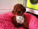 Ruhsatlı Çiftligimizden Kaliteli Safkan Poodle Bebekleri