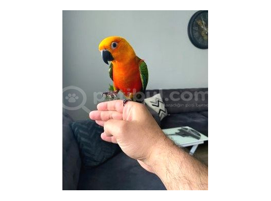 Güneş Konur Papağani Evci̇l