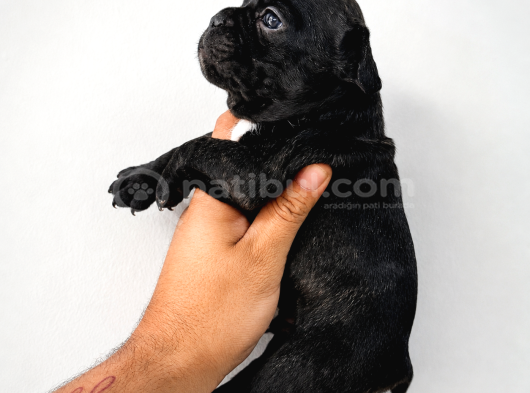 Safkan French Bulldog Bebekler görsel