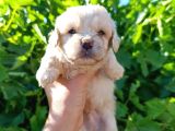 Maltipoo Yavrularımız Evlerine Gitmeye Hazir