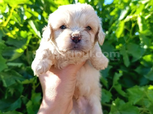 Maltipoo Yavrularımız Evlerine Gitmeye Hazir görsel