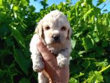 Maltipoo yavrularımız evlerine gitmeye hazir