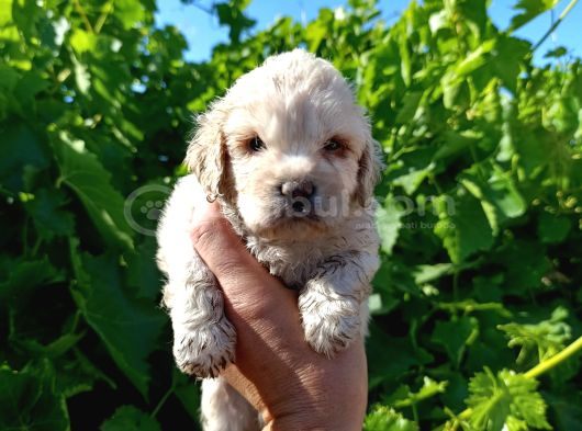 Maltipoo Yavrularımız Evlerine Gitmeye Hazir