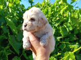 Maltipoo Yavrularımız Evlerine Gitmeye Hazir