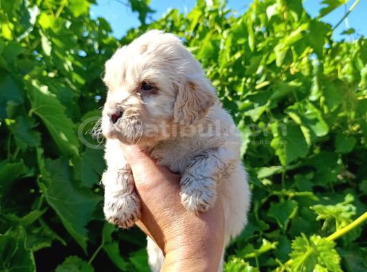 Maltipoo Yavrularımız Evlerine Gitmeye Hazir görsel