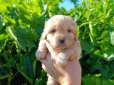 Maltipoo Yavrularımız Evlerine Gitmeye Hazir