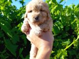 Maltipoo Yavrularımız Evlerine Gitmeye Hazir