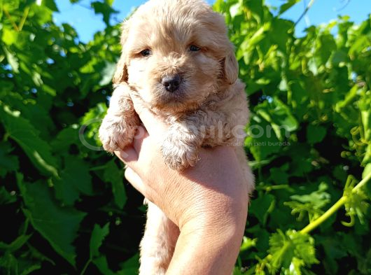 Maltipoo Yavrularımız Evlerine Gitmeye Hazir görsel