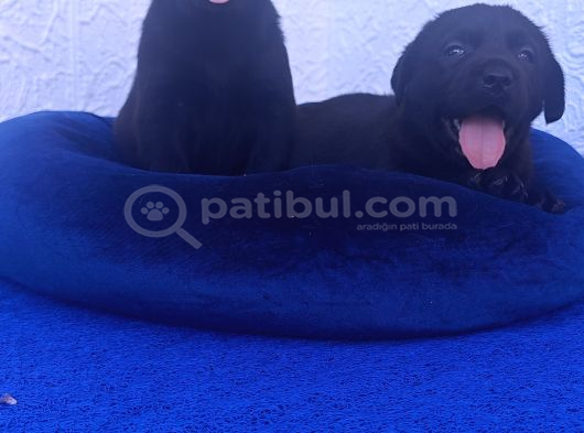 İnanilmaz Uygun Rakamlara Labrador Yavrular görsel