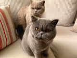 Koca Yanak Nadir Özel Renk Lilac-British Shorthair Yavruları