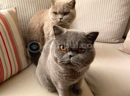 Koca Yanak Nadir Özel Renk Lilac-British Shorthair Yavruları görsel