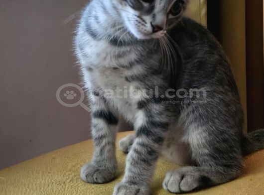 3 Aylık Çok Oyuncu Bebek Kedi İstanbul görsel