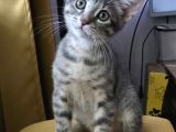3 Aylık Çok Oyuncu Bebek Kedi İstanbul