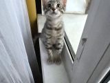 3 Aylık Çok Oyuncu Bebek Kedi İstanbul