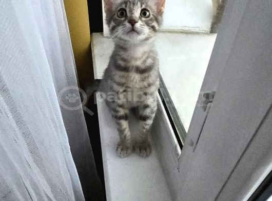3 Aylık Çok Oyuncu Bebek Kedi İstanbul görsel