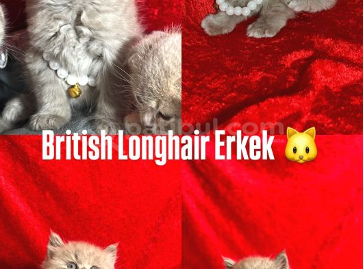 Uygun Bebekler İstanbul görsel