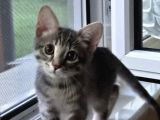 3 Aylık Çok Oyuncu Bebek Kedi İstanbul