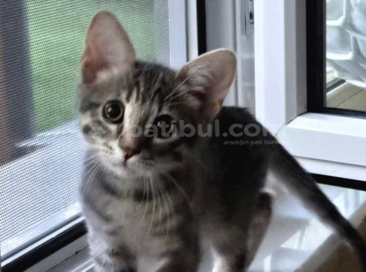 3 Aylık Çok Oyuncu Bebek Kedi İstanbul görsel