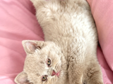 Koca Yanak Nadir Özel Renk Lilac-British Shorthair Yavruları