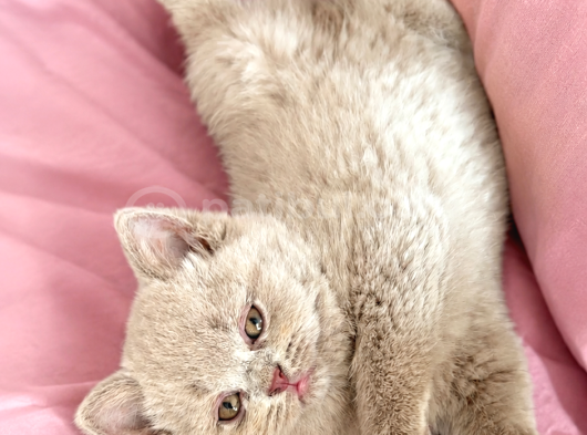 Koca Yanak Nadir Özel Renk Lilac-British Shorthair Yavruları görsel