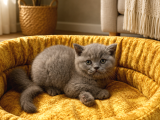Efsane Top kafa british shorthair yavrularımız
