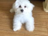 MALTESE TERRİER YAVRULAR