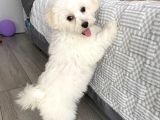 Maltese Terri̇er Ci̇nsi̇ Yavrular