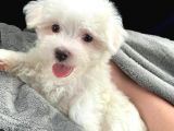 Maltese Terri̇er Yavrular