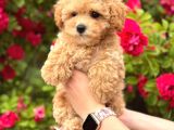 Malti̇poo Ci̇nsi̇ Yavrular Ev Üreti̇mi̇
