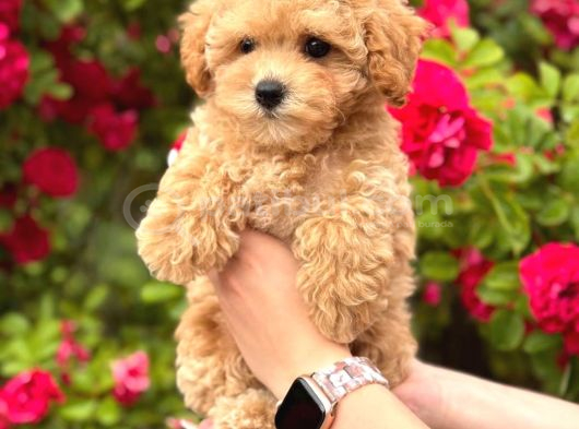 Malti̇poo Ci̇nsi̇ Yavrular Ev Üreti̇mi̇ görsel