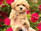 MALTİPOO CİNSİ YAVRULAR EV ÜRETİMİ
