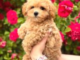 Malti̇poo Ci̇nsi̇ Yavrular Ev Üreti̇mi̇