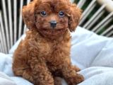 Toy Poodle Yavrular Ev Üreti̇mi̇
