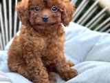 TOY POODLE SEVİMLİ YAVRULAR EV ÜRETİMİ