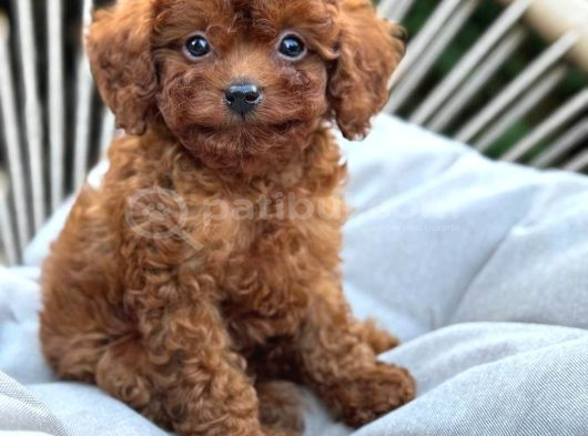 Toy Poodle Sevi̇mli̇ Yavrular Ev Üreti̇mi̇