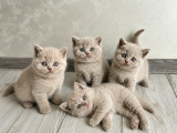 Koca Yanak Nadir Özel Renk Lilac-British Shorthair Yavruları