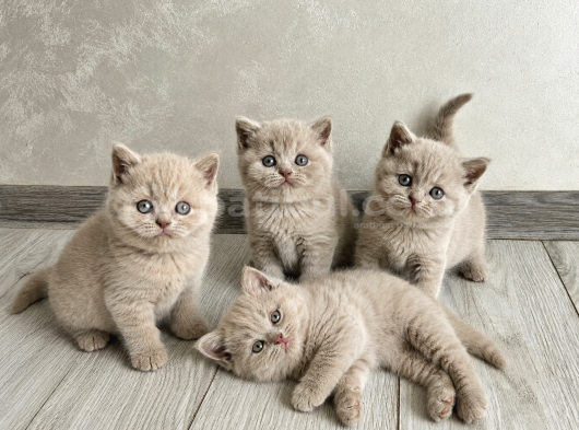 Koca Yanak Nadir Özel Renk Lilac-British Shorthair Yavruları görsel